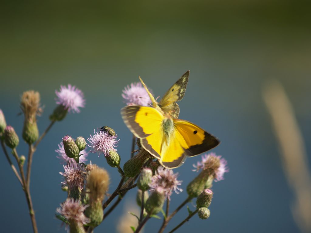 Colias sp., tutte croceus?